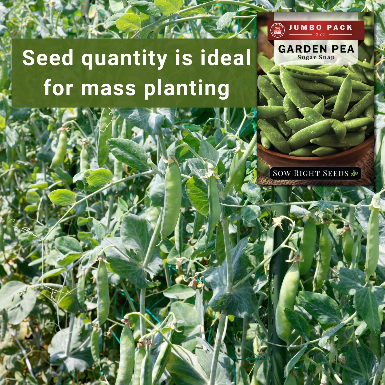 Sow Right Seeds harvest-ready sugar snaps on sturdy garden vines.