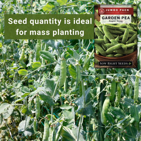Sow Right Seeds harvest-ready sugar snaps on sturdy garden vines.