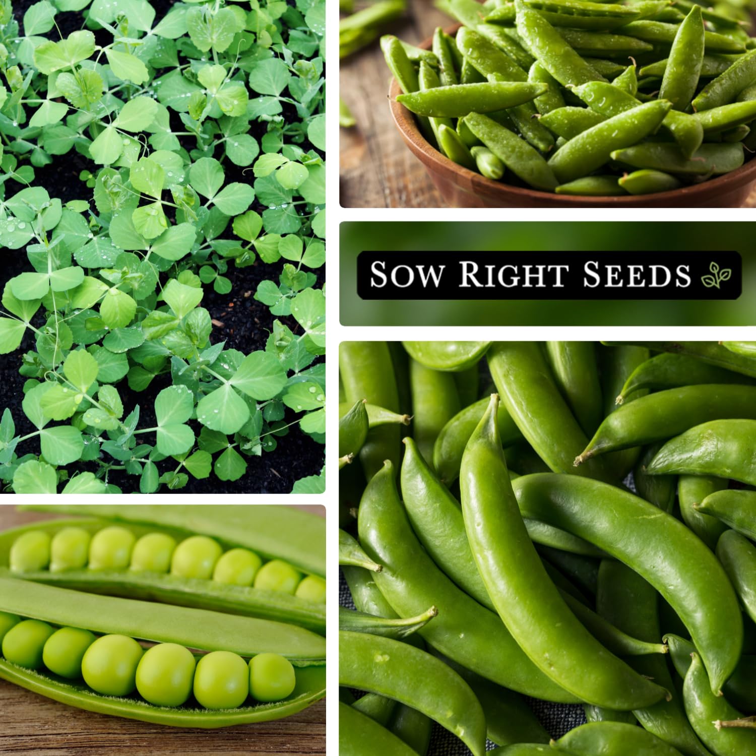 Sow Right Seeds 2 oz seed packet showing about 225 seeds.