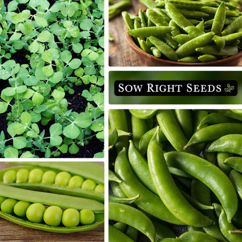 Sow Right Seeds 2 oz seed packet showing about 225 seeds.
