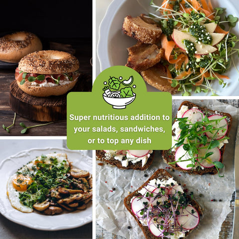 Sow Right Seeds sunflower microgreen packet delivering sweet, nutty sprouts for meals.