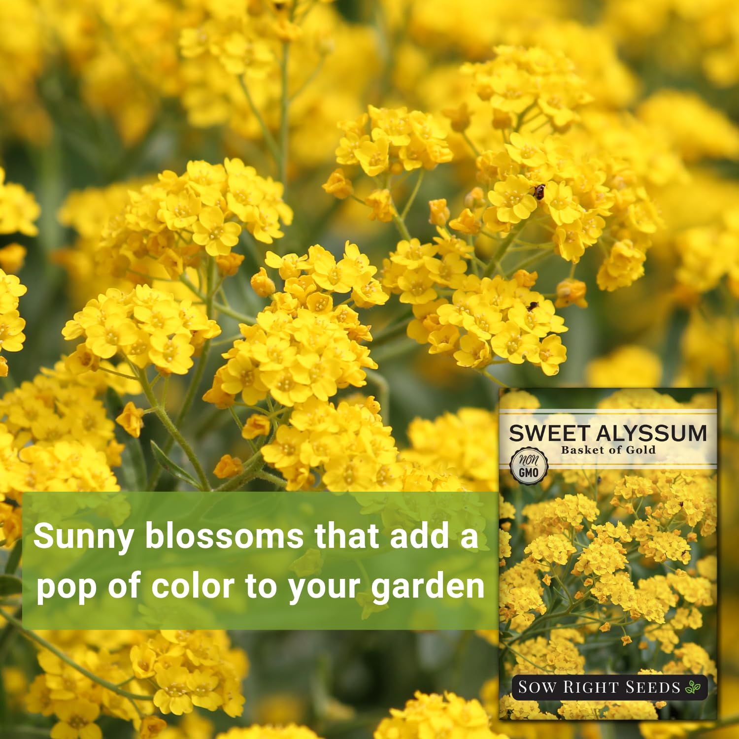 Sow Right Seeds Basket of Gold border plants for vibrant garden borders.