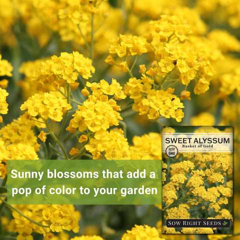 Sow Right Seeds Basket of Gold border plants for vibrant garden borders.