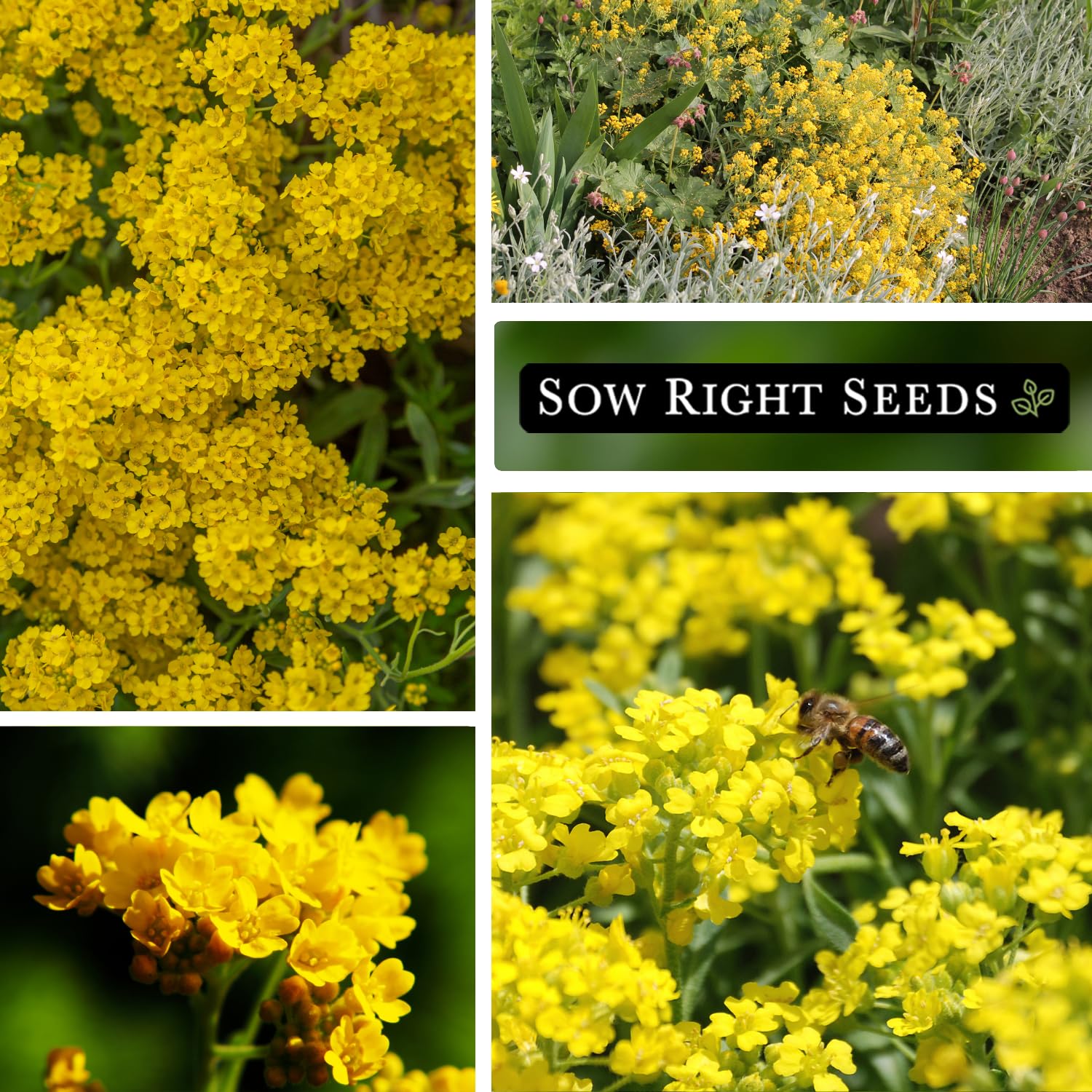 Sow Right Seeds Sweet Alyssum for containers with trailing blooms.