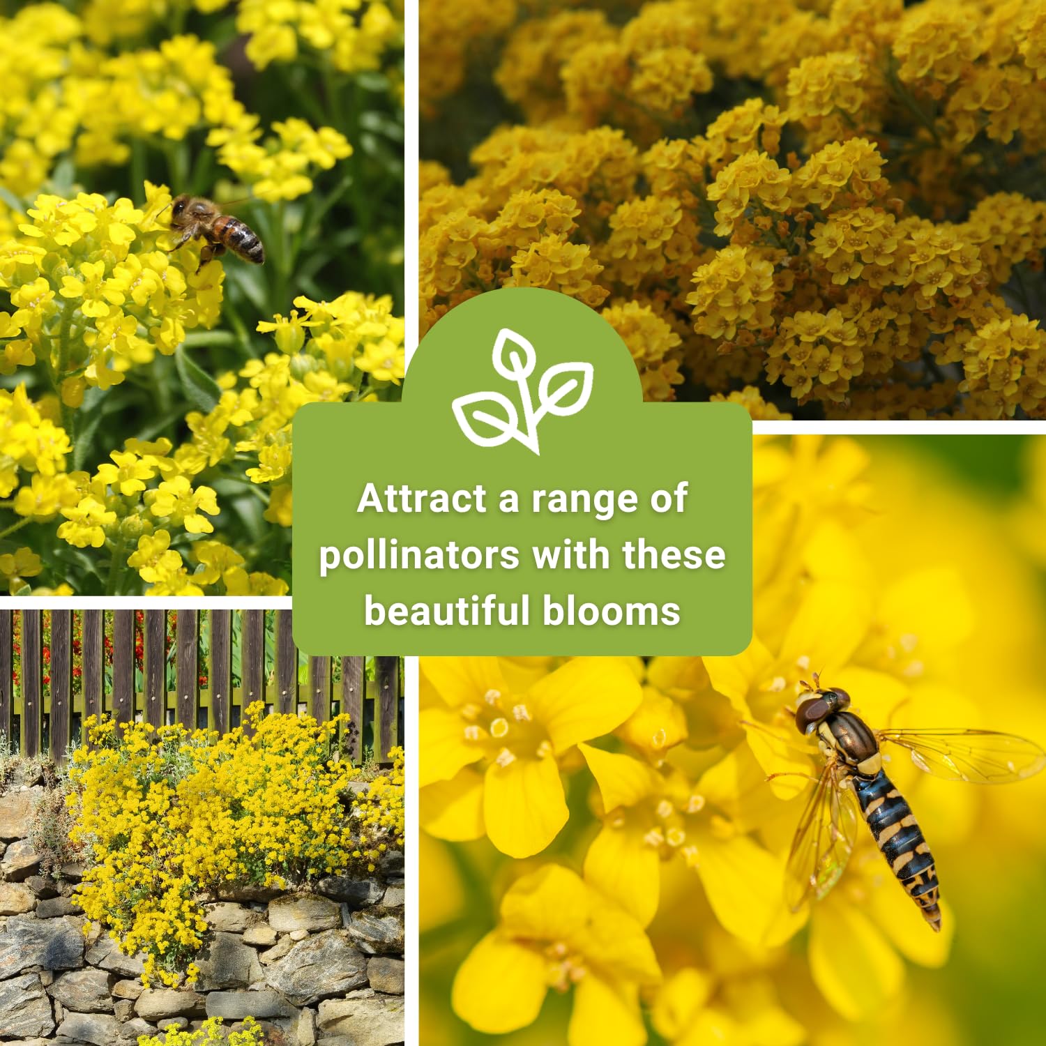 Maturing Sweet Alyssum Basket of Gold shows compact, spreading growth.