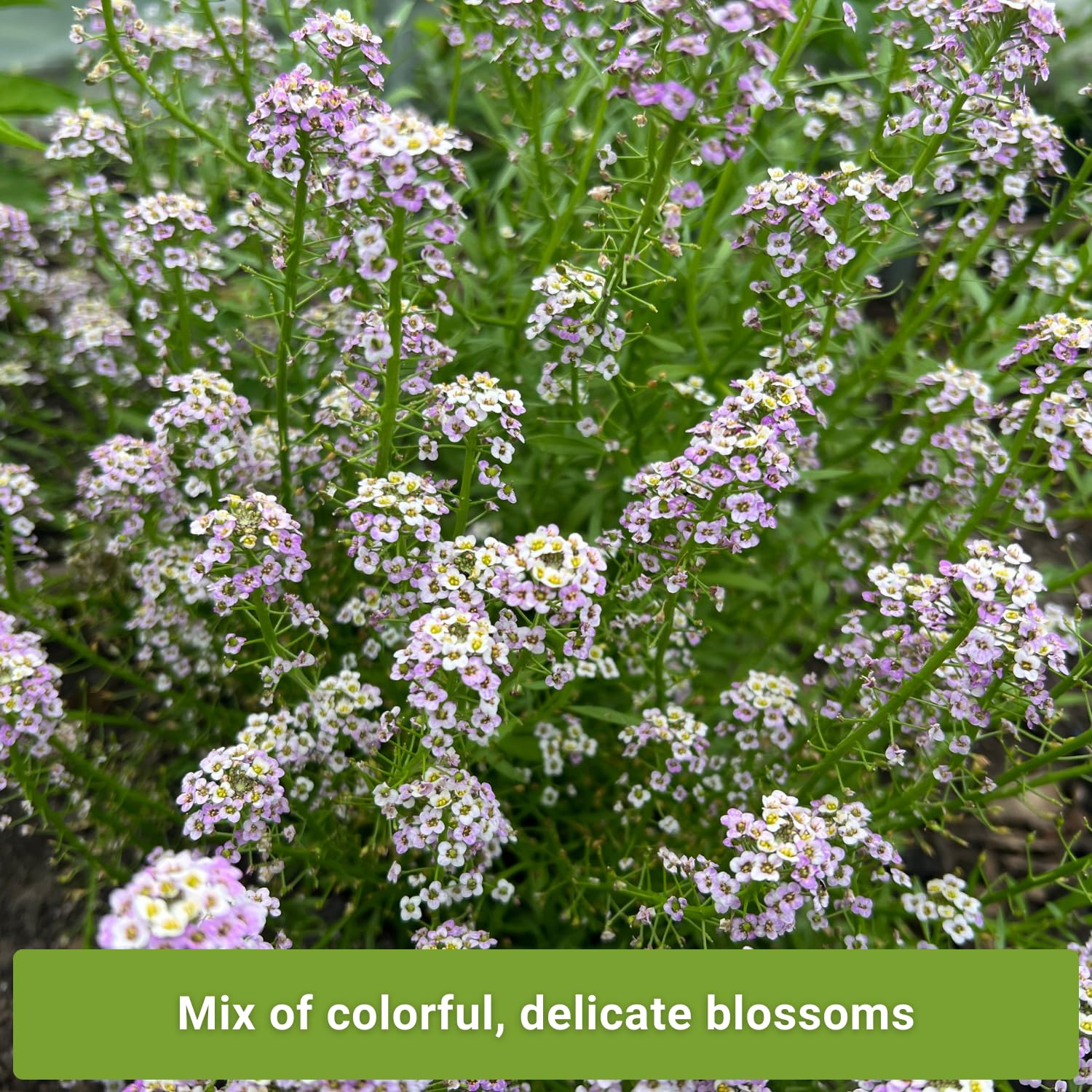Sow Right Seeds Basket of Gold alyssum packets attract pollinators.