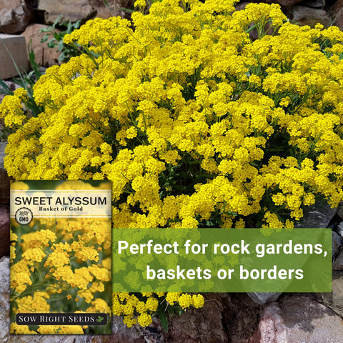 Basket of Gold attracts pollinators, a key benefit from Sow Right Seeds.