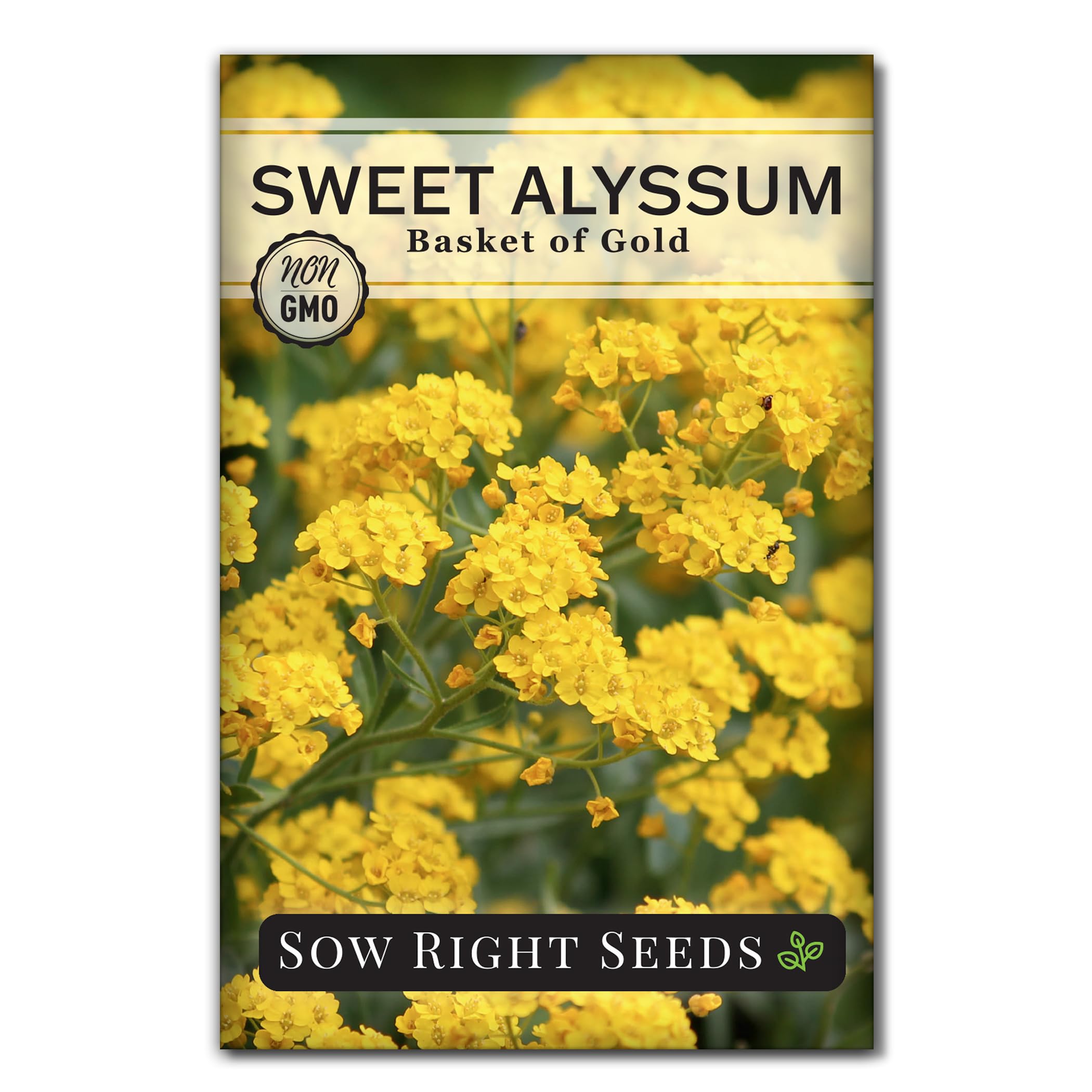 Sow Right Seeds Sweet Alyssum Basket of Gold seed packet ideal for borders.