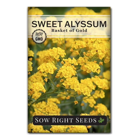 Sow Right Seeds Sweet Alyssum Basket of Gold seed packet ideal for borders.