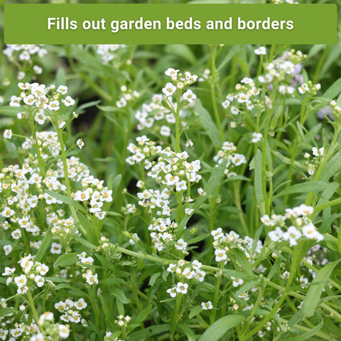 Sow Right Seeds Sweet Alyssum groundcover packets form a low, dense carpet.