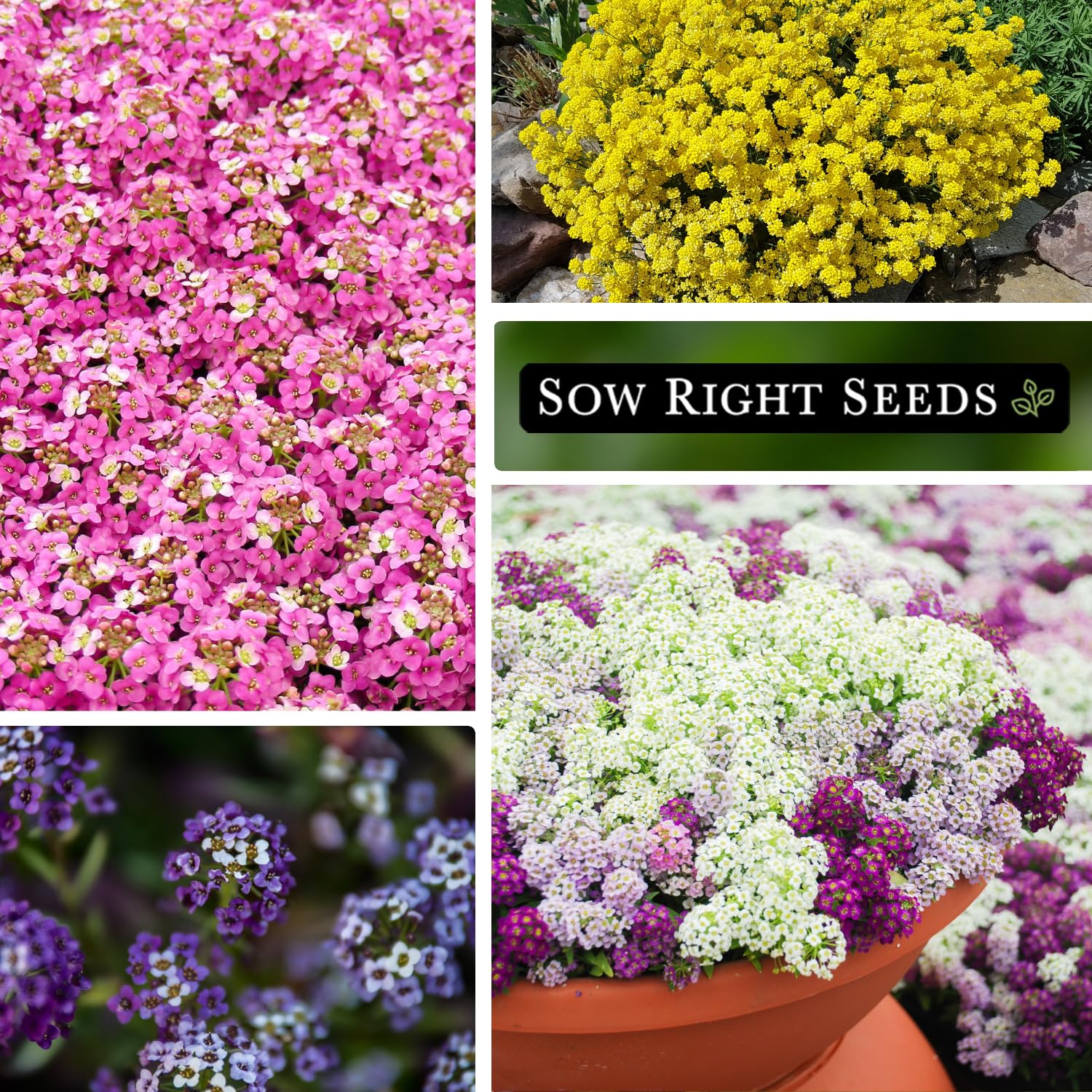 Sow Right Seeds Pink alyssum packets provide vibrant color accents.