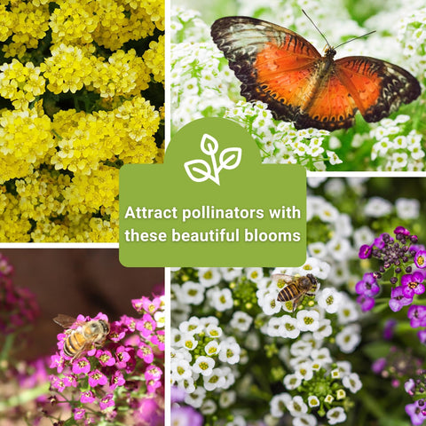 Sow Right Seeds alyssum pollinator garden packets invite bees and butterflies.