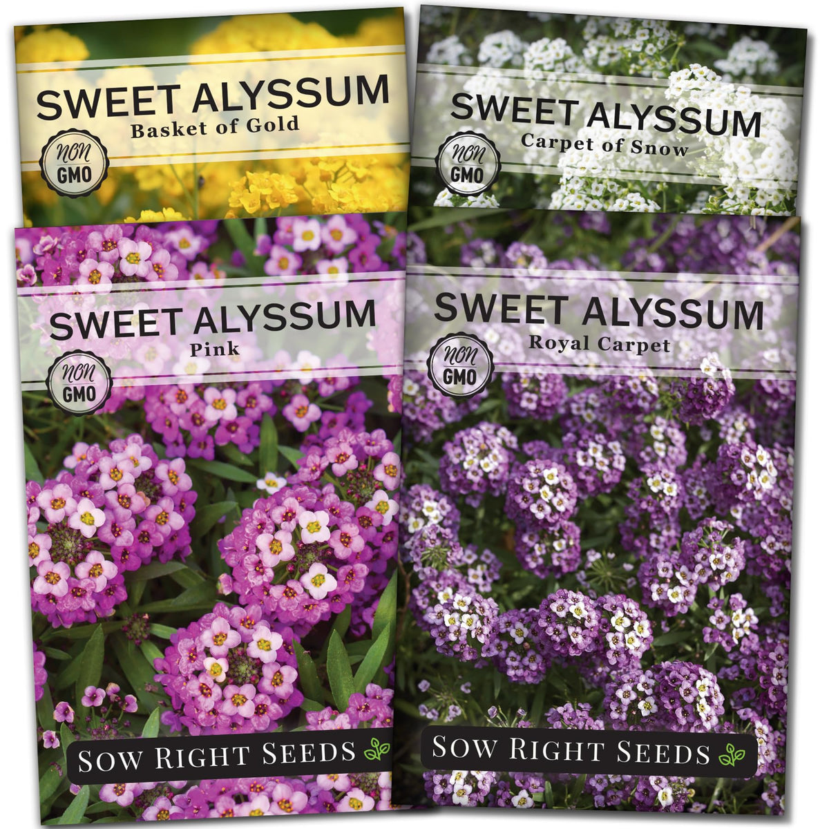Sow Right Seeds Sweet Alyssum Royal Carpet packets showcased for color-rich border edging.