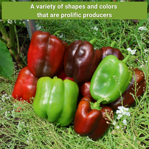 Sow Right Seeds Orange Sun pepper seed packet for bright-orange peppers and versatile cooking.