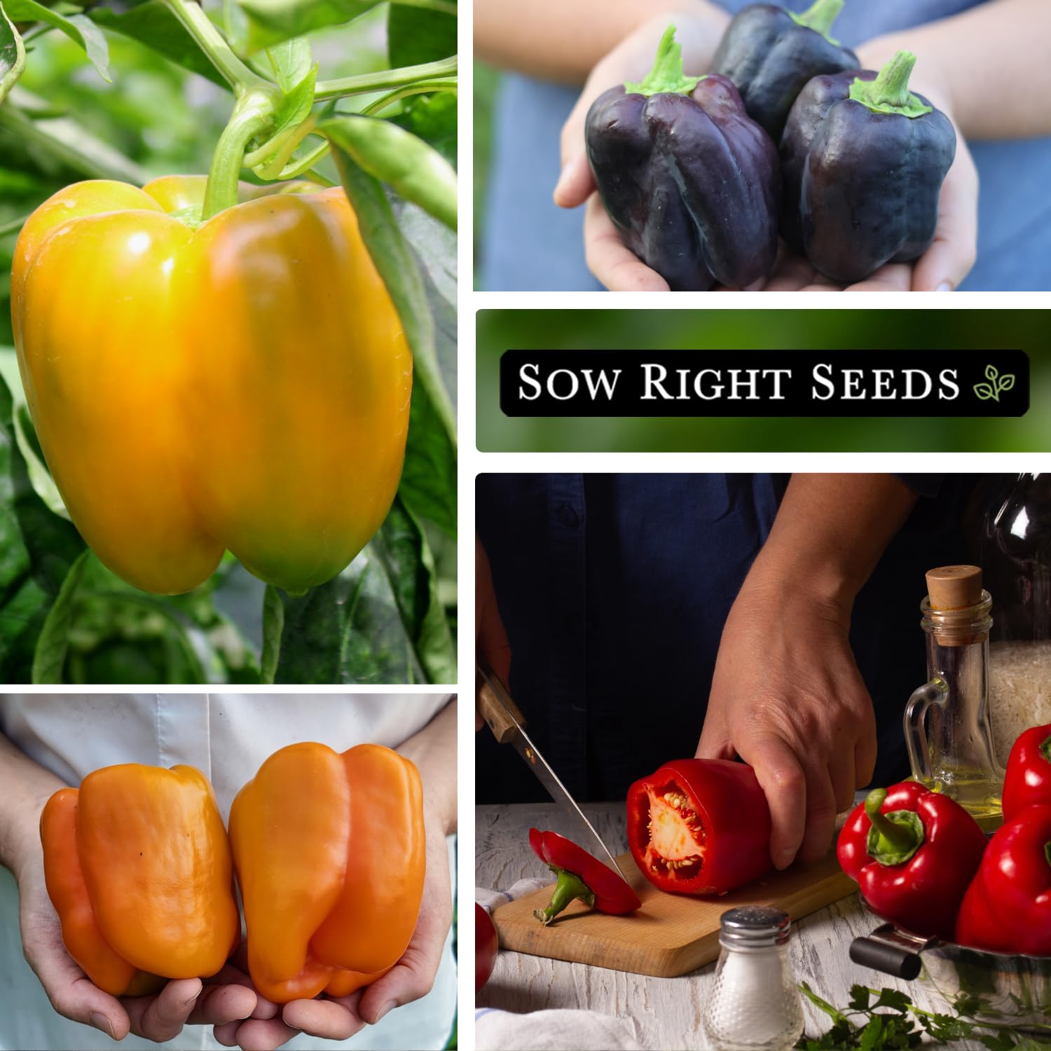 Sow Right Seeds Purple Beauty pepper seed packet featuring striking foliage and sweet peppers.