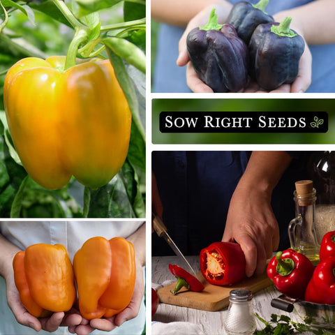 Sow Right Seeds Purple Beauty pepper seed packet featuring striking foliage and sweet peppers.