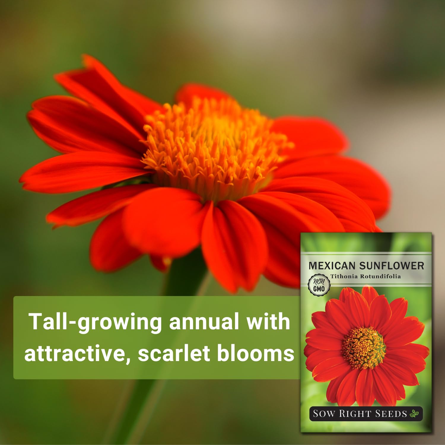Sow Right Seeds tall stalks provide dramatic borders and focal points.