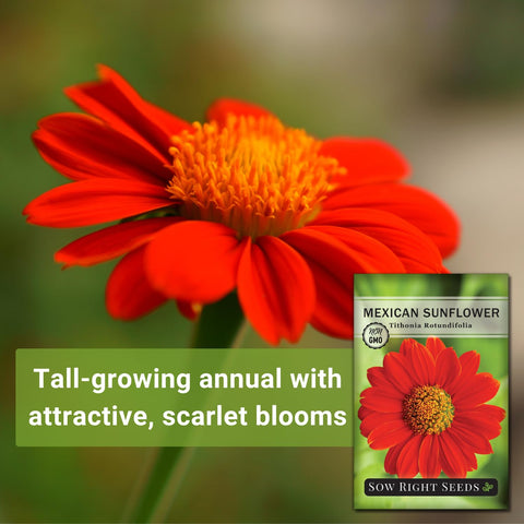 Sow Right Seeds tall stalks provide dramatic borders and focal points.