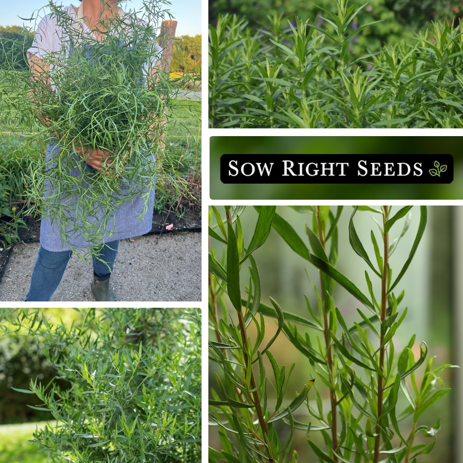 Sow Right Seeds French Tarragon stems close-up showcases culinary-friendly perennial.