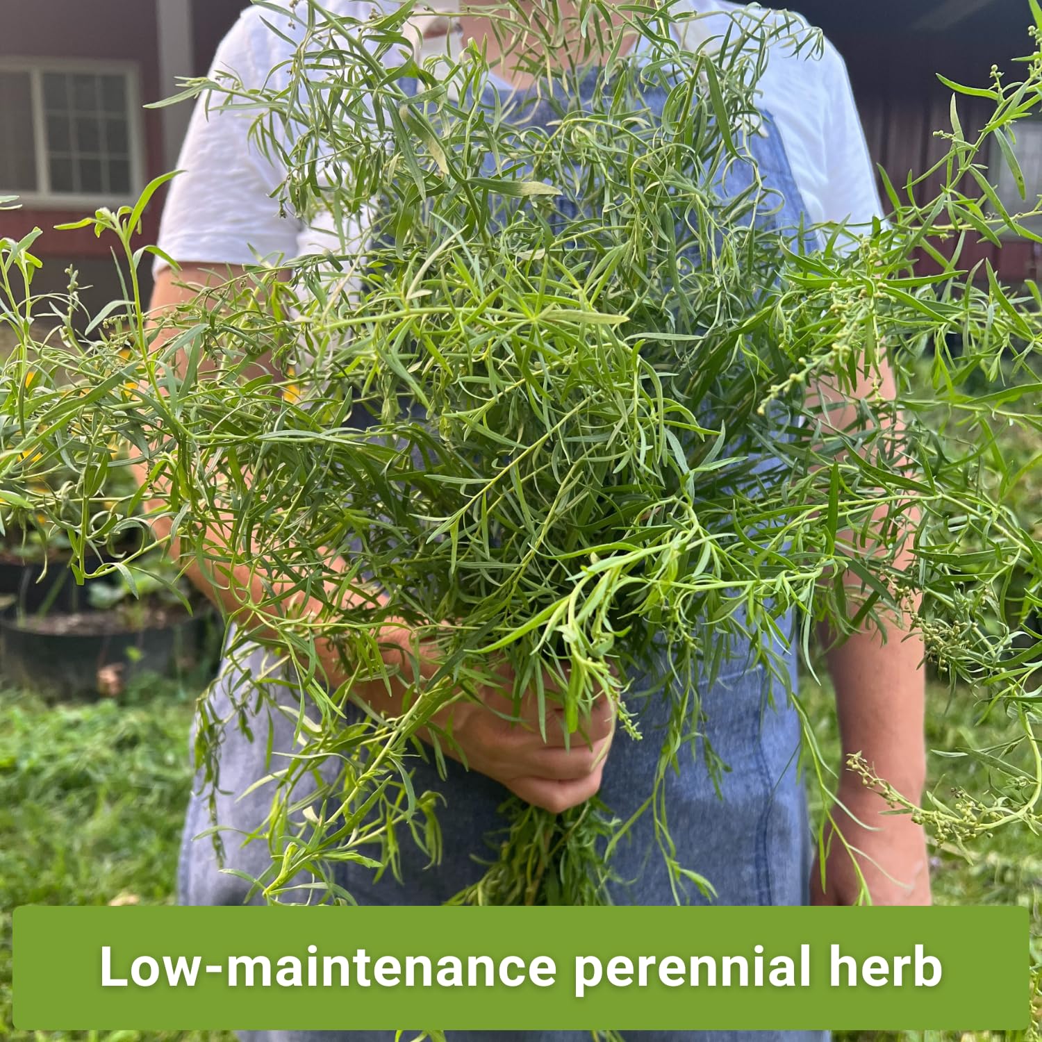 Sow Right Seeds Russian Tarragon leaves close-up demonstrates aromatic perennial herb.