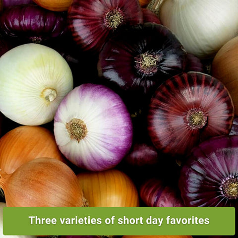 Sow Right Seeds Texas Early Grano onion seed packet for reliable short-day harvest.