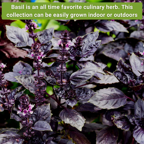 Sow Right Seeds Thai basil seed packets ideal for fragrant stir-fries and Southeast Asian dishes.