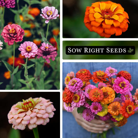 Thumbelina Zinnia cut flowers ready for home arrangements.