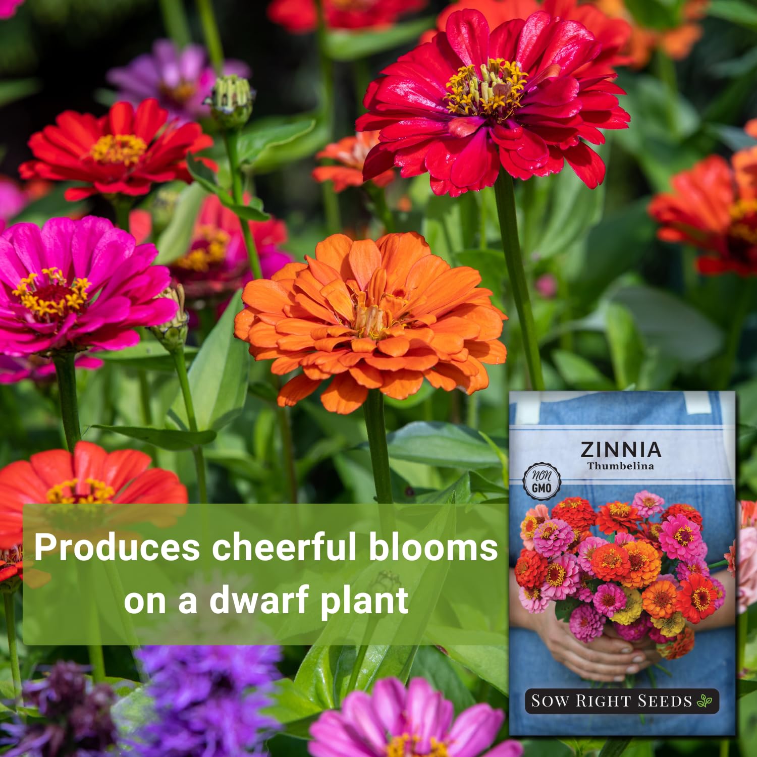 Thumbelina Zinnia planted in a sunny garden bed attracts pollinators.