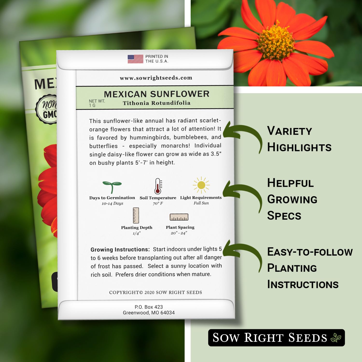 Sow Right Seeds orange Mexican Sunflower blooms show bright garden color.