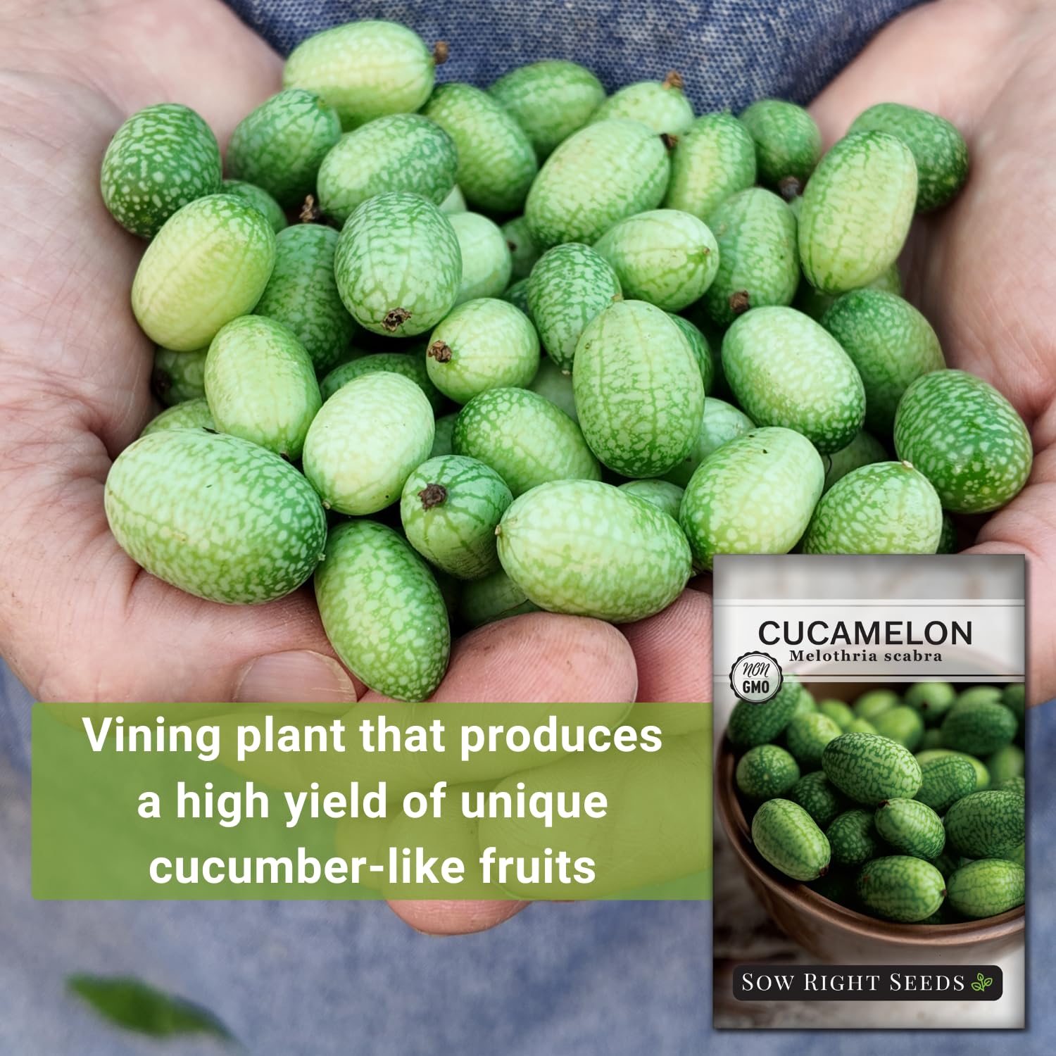 Cucamelon vine trellis growth demonstrating vertical gardening