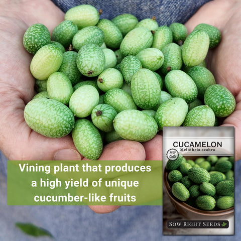 Cucamelon vine trellis growth demonstrating vertical gardening