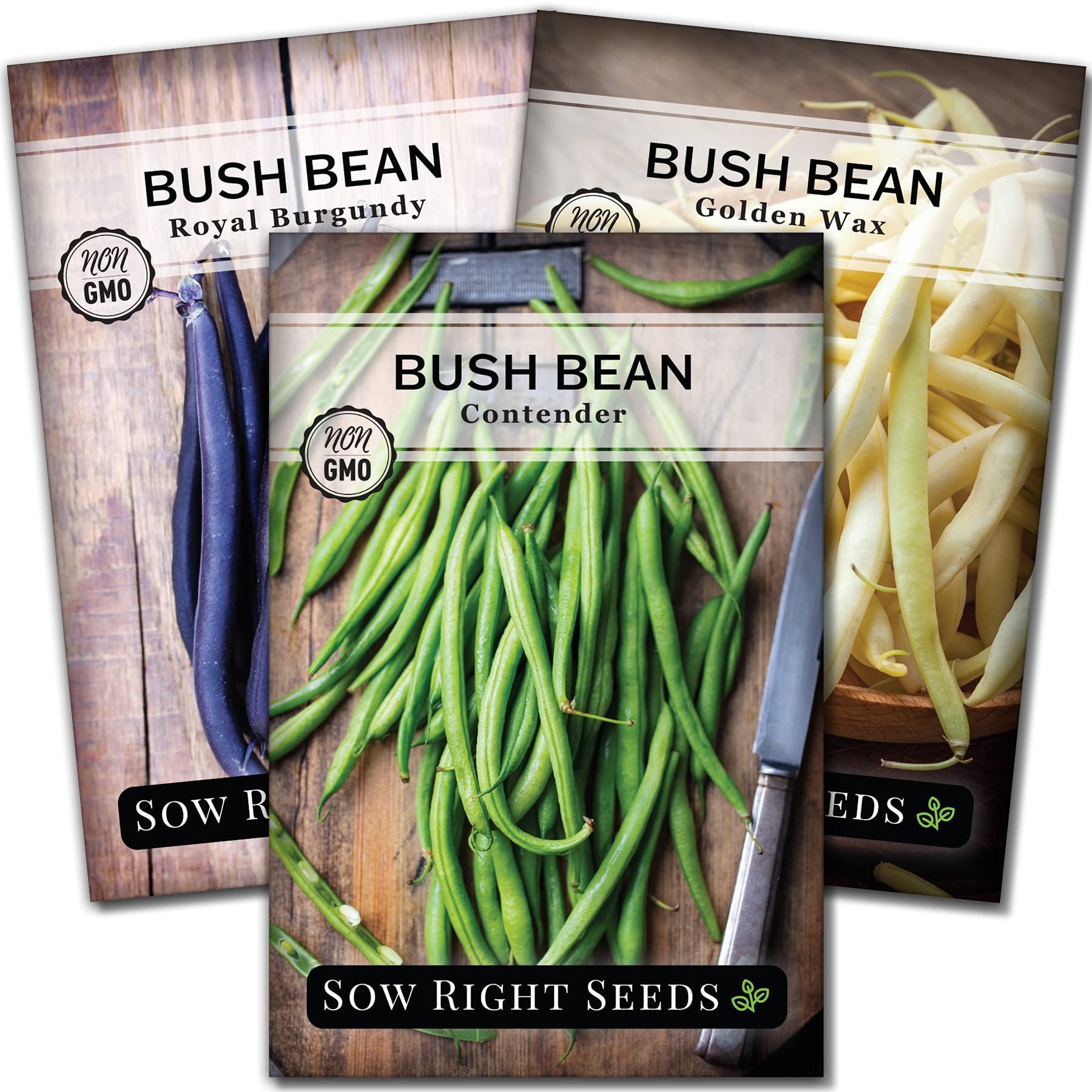 Sow Right Seeds Tri Color Bush Beans Contender pods ready for fresh harvesting.