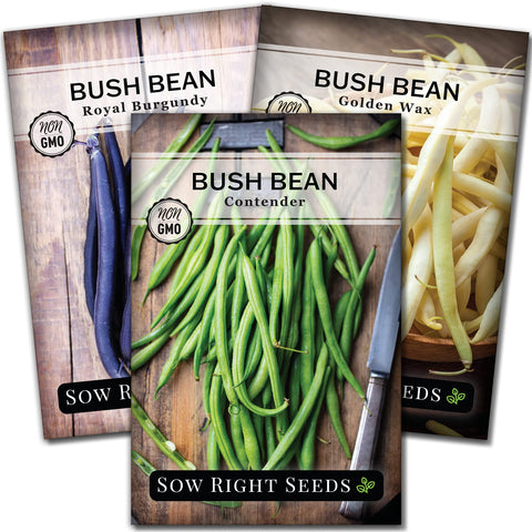 Sow Right Seeds Tri Color Bush Beans Contender pods ready for fresh harvesting.