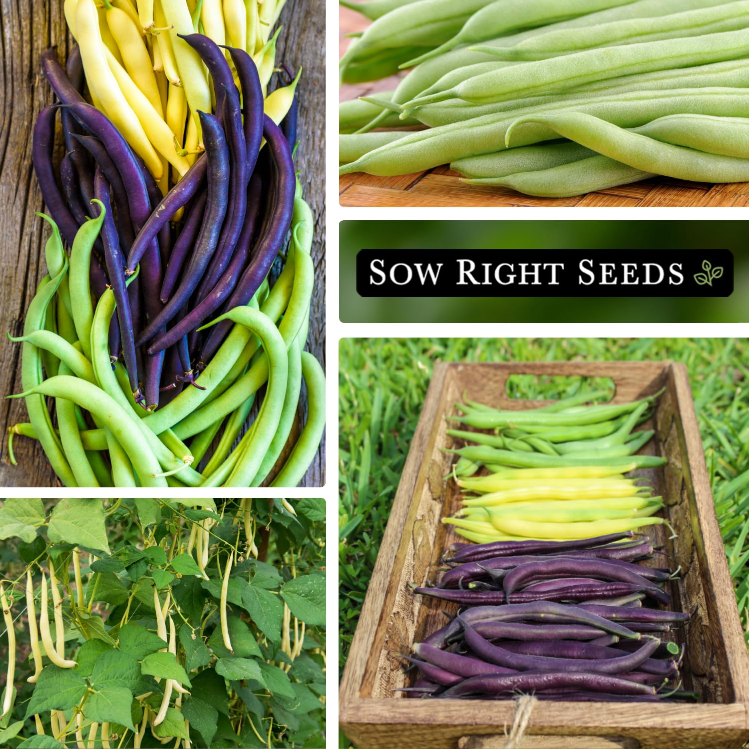 Sow Right Seeds beans growing in garden row with lush foliage.