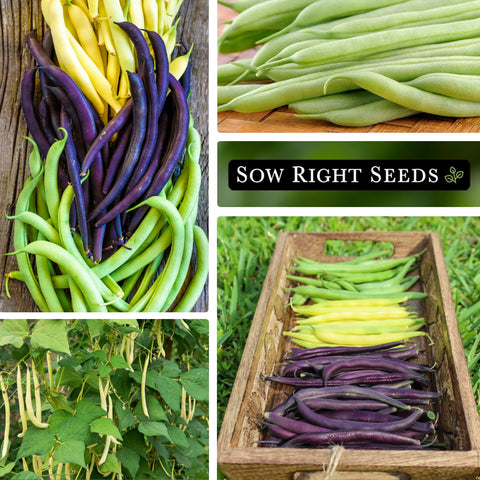Sow Right Seeds beans growing in garden row with lush foliage.