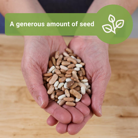 Sow Right Seeds germination-ready beans in 7-12 days under warm soil.