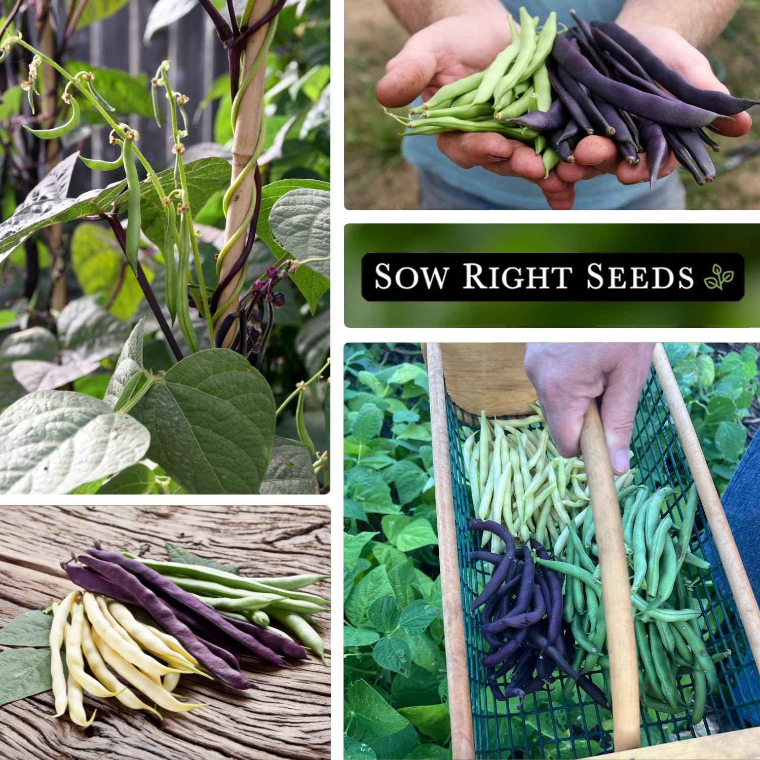 Sow Right Seeds beans on the vine ready for harvest and fresh dinners.