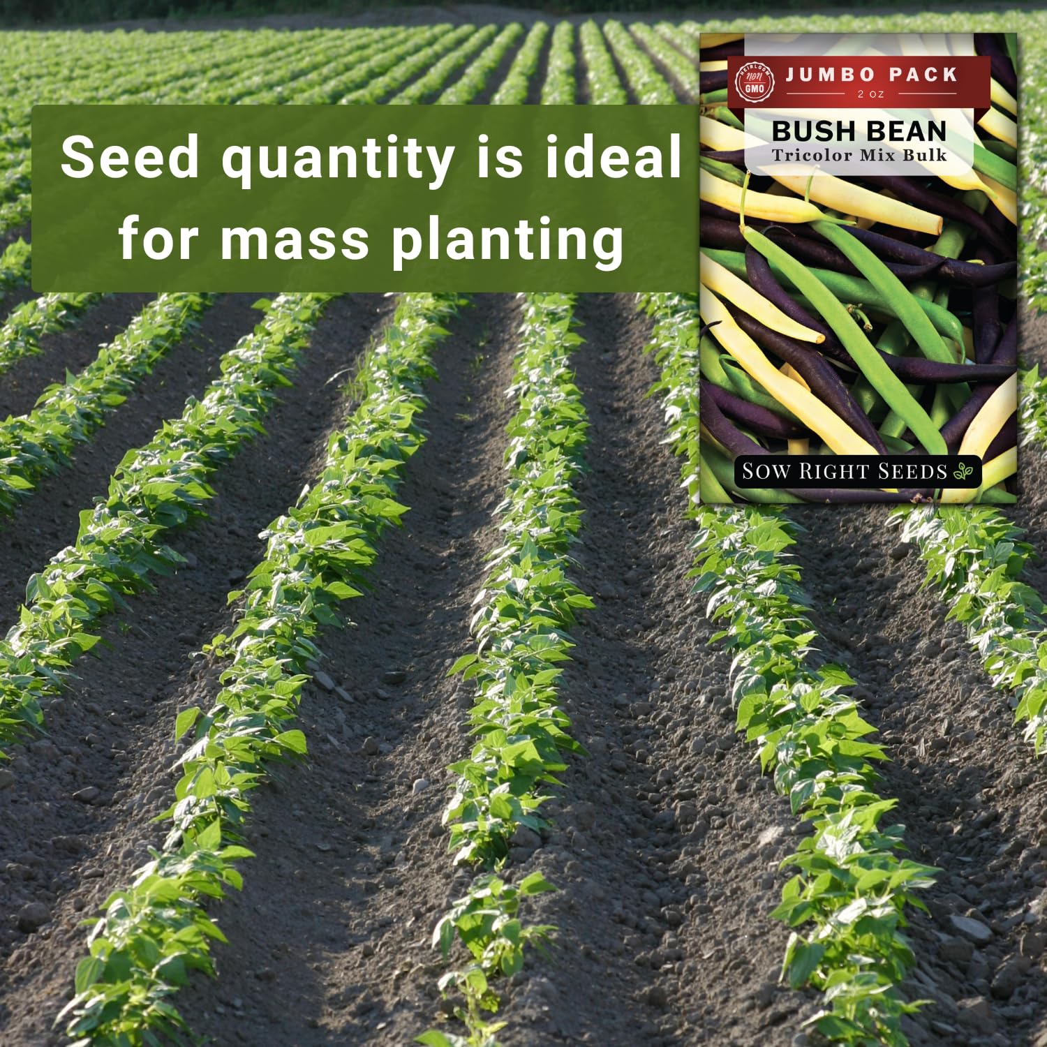 Sow Right Seeds tri-color bean planting in rows with proper spacing for best growth.