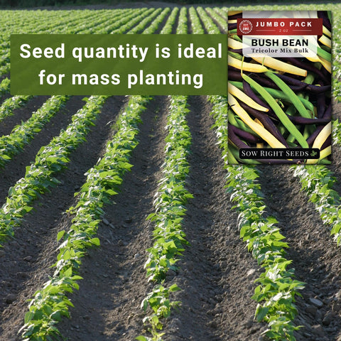 Sow Right Seeds tri-color bean planting in rows with proper spacing for best growth.