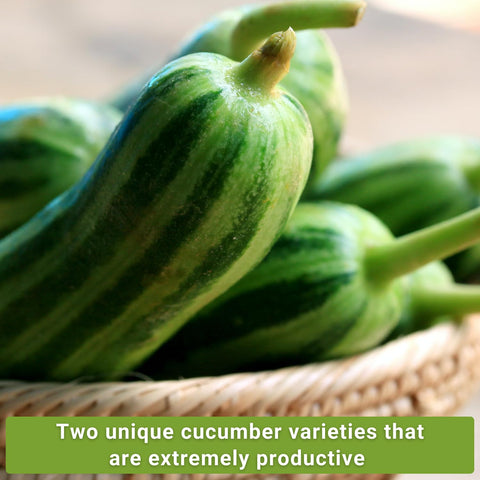 Sow Right Seeds two-varieties cucumber seed packets show heirloom diversity.