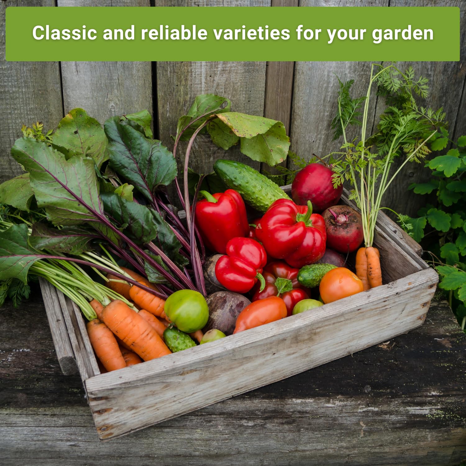 Sow Right Seeds cucumber image displaying National Pickling cucumber great for quick pickles