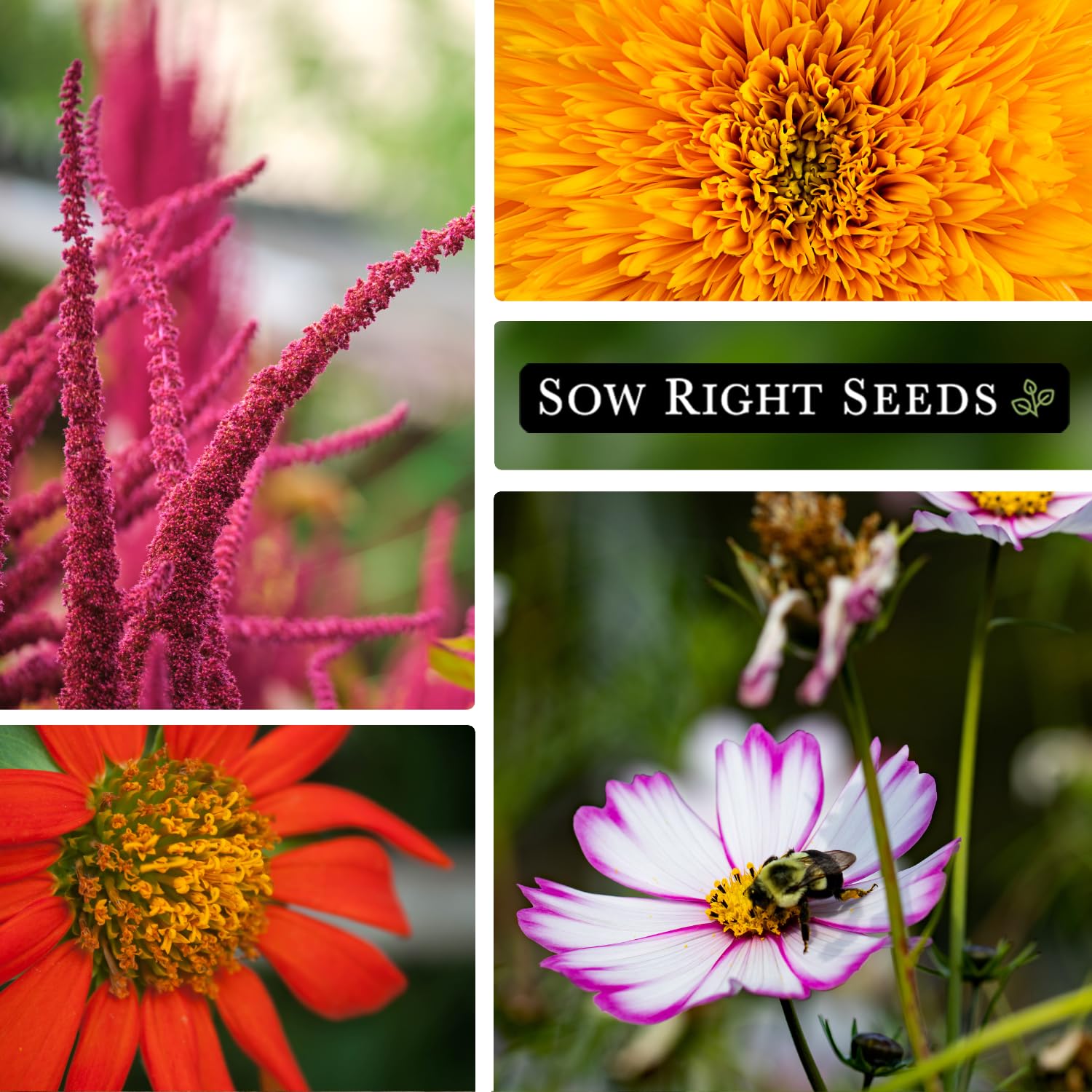 Sow Right Seeds velvet queen sunflower packet for sunny garden displays