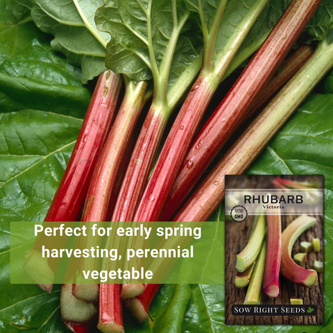 Planting depth of 1/4 inch guides germination for rhubarb.