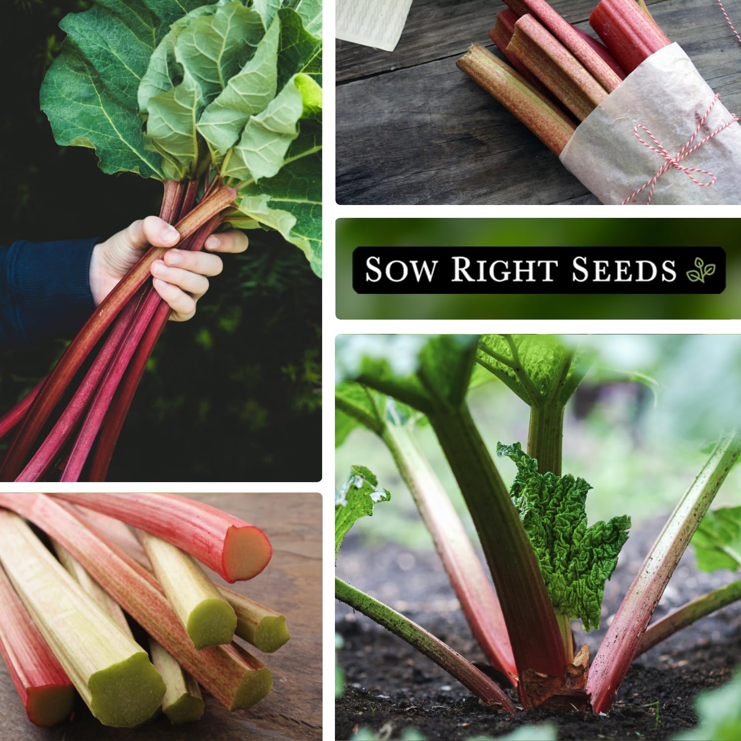 36 inches apart spacing supports healthy rhubarb clumps.