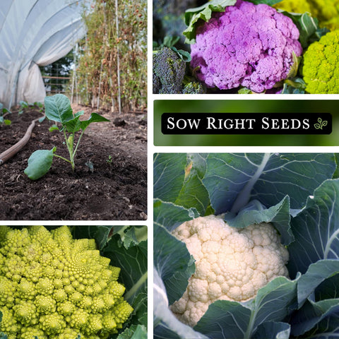 Sow Right Seeds Violetto di Sicilia cauliflower packet for color