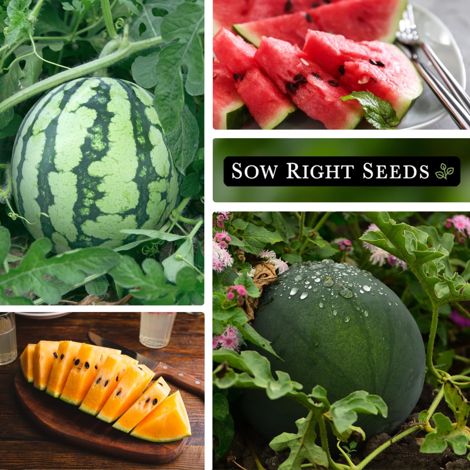 Sow Right Seeds Sugar Baby watermelon packet for compact, flavorful melons