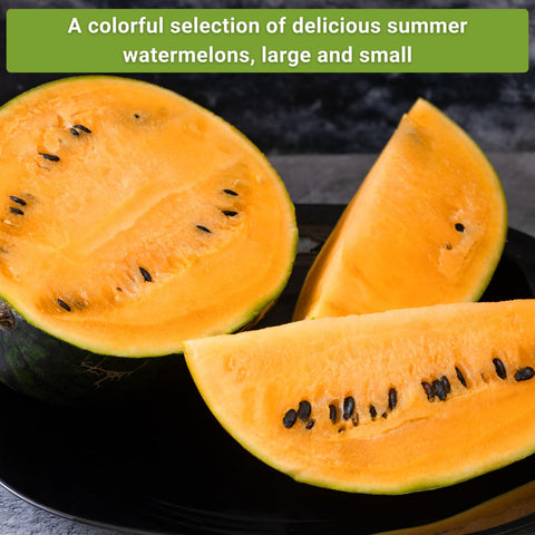 Sow Right Seeds Tendersweet watermelon packet for large-fruited melons