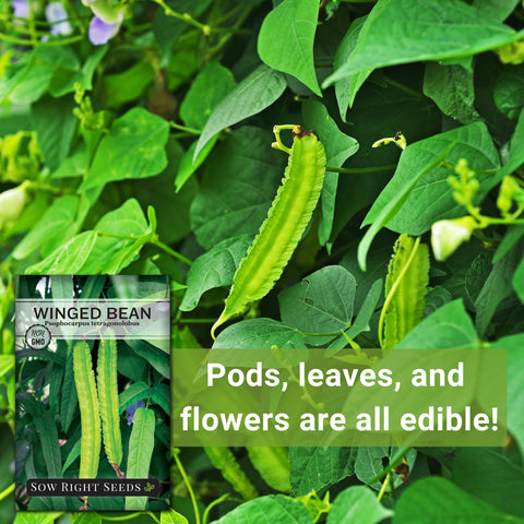 Sow Right Seeds Winged Bean harvest-ready pods at 80-100 days for fresh meals.
