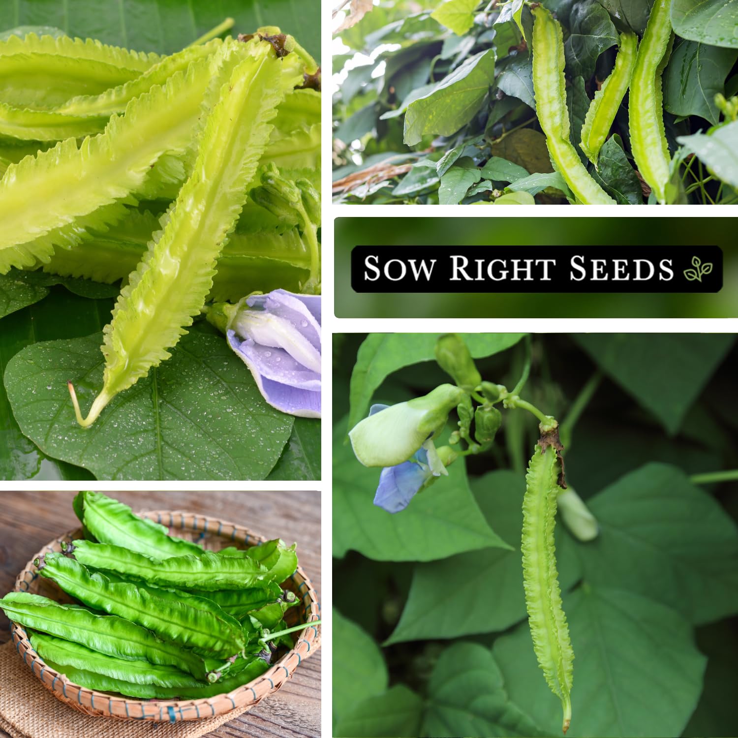 Sow Right Seeds Winged Bean leaves and flowers are edible and versatile.