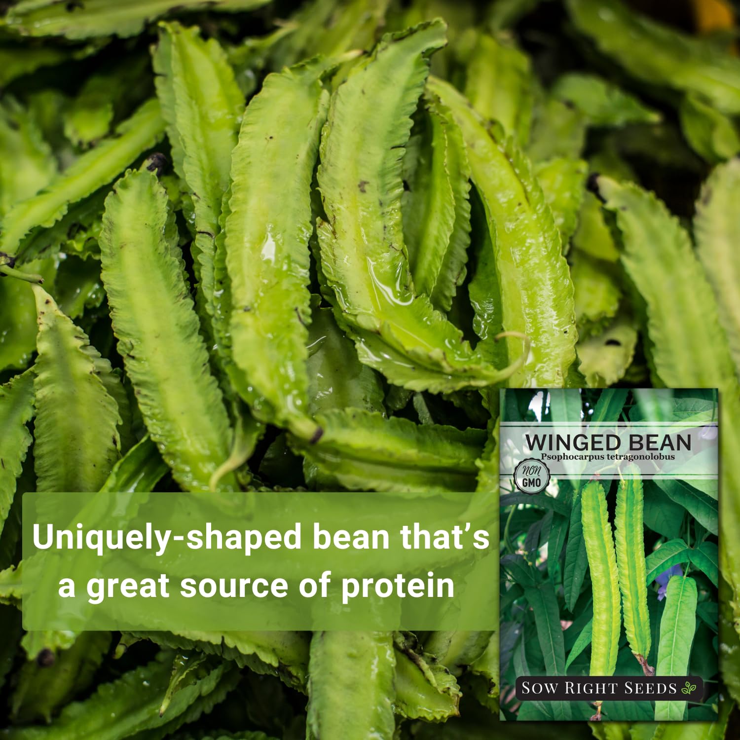 Sow Right Seeds Winged Bean tall climbing plant thriving on a trellis in sun.